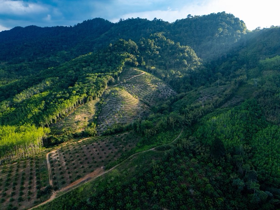 World, Spring 2025, Thailand. Photograph by Jordy Meow, 54/64