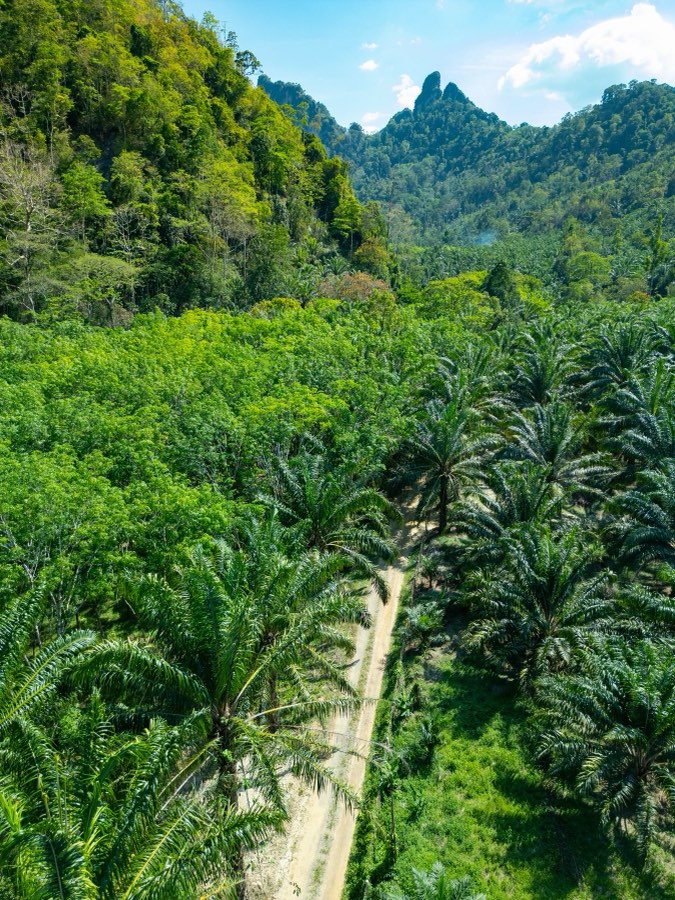 World, Spring 2025, Thailand. Photograph by Jordy Meow, 56/64