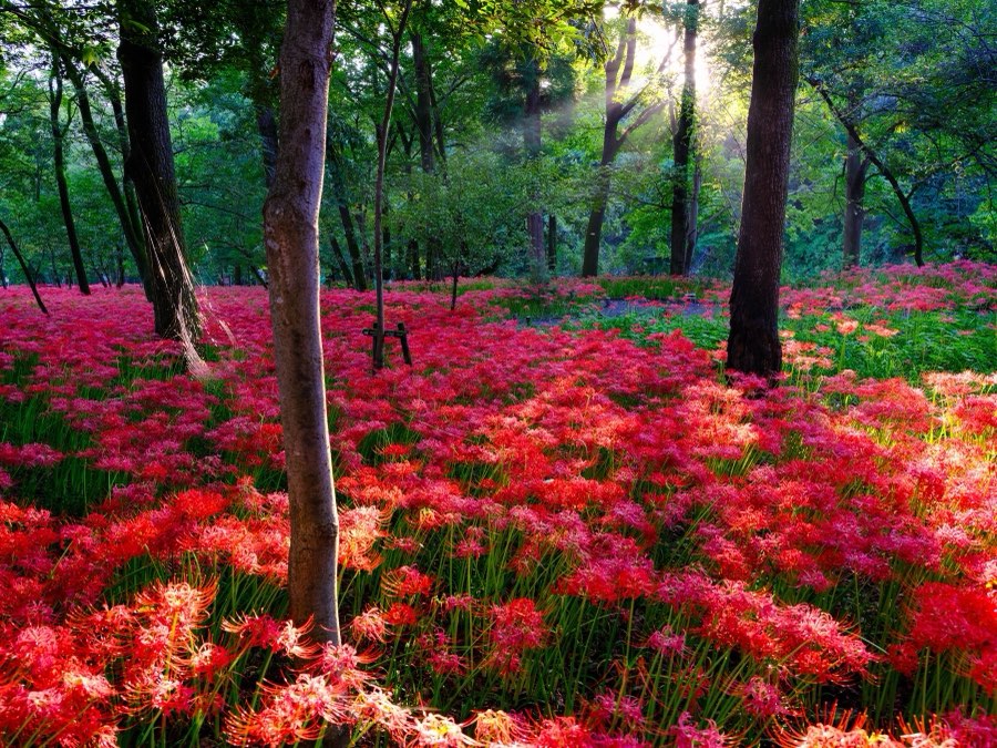 Japan, Autumn 2022. Photograph by Jordy Meow, 11/302