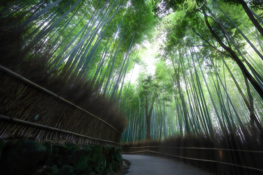 Japan, Autumn 2014. Photograph by Jordy Meow, 20/302