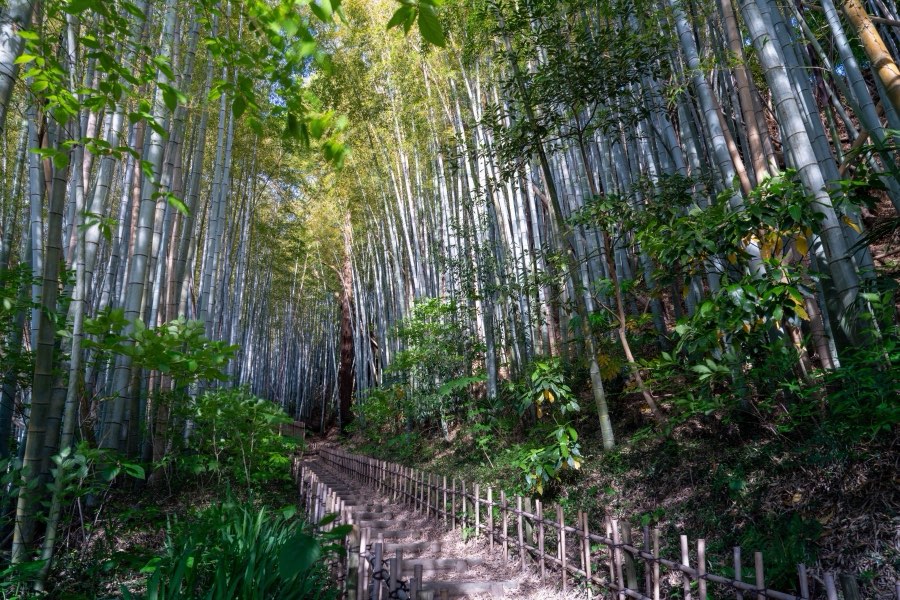Chiba, Spring 2024, Japan. Photograph by Jordy Meow, 2/13