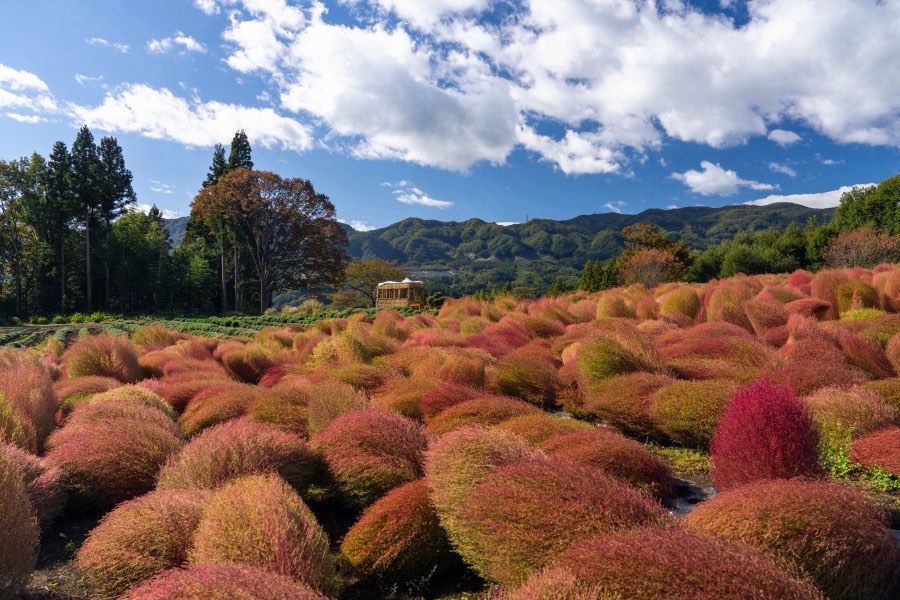 Gunma, Autumn 2023, Japan. Photograph by Jordy Meow, 92/302