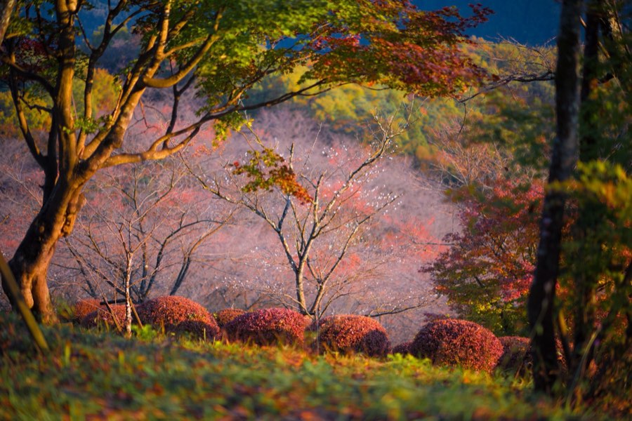 Gunma, Autumn 2013, Japan. Photograph by Jordy Meow, 101/302