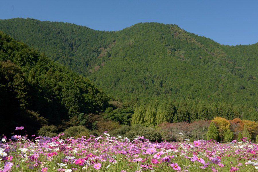 Hyogo, Autumn 2015, Japan. Photograph by Jordy Meow, 12/13
