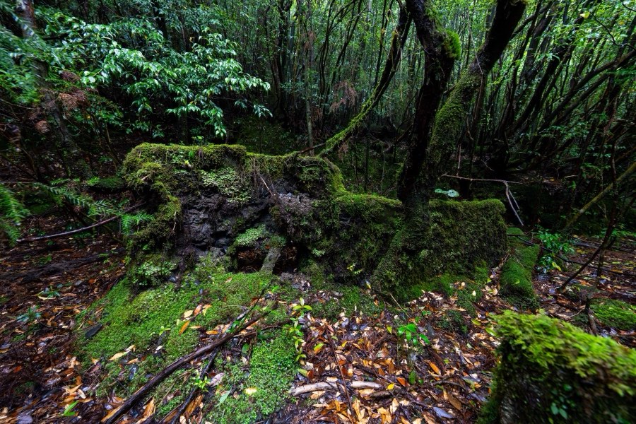 Kagoshima, Spring 2025, Japan. Photograph by Jordy Meow, 6/18