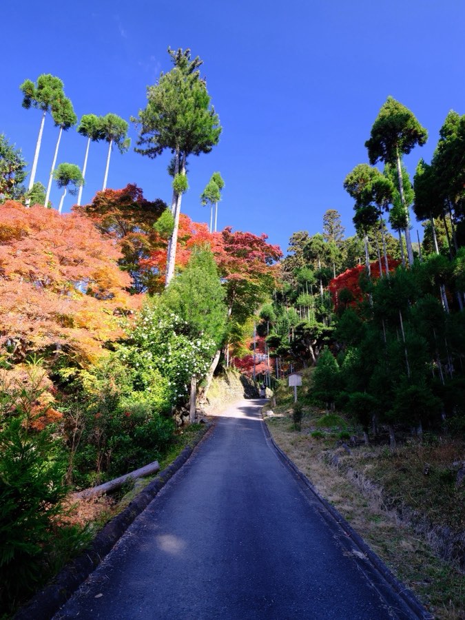 Kyoto, Autumn 2022, Japan. Photograph by Jordy Meow, 2/28