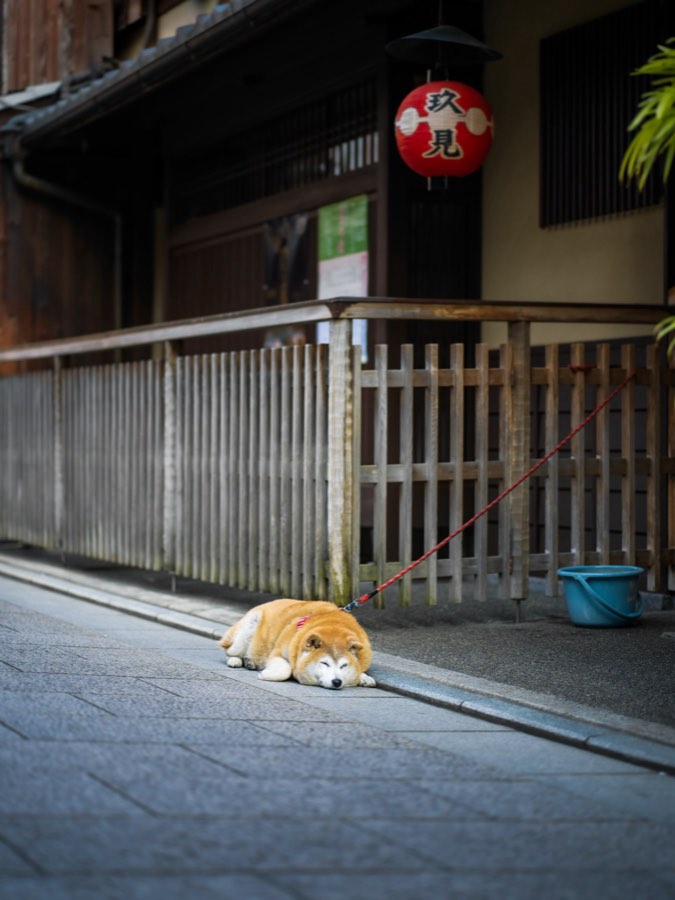 Kyoto, Spring 2020, Japan. Photograph by Jordy Meow, 5/28