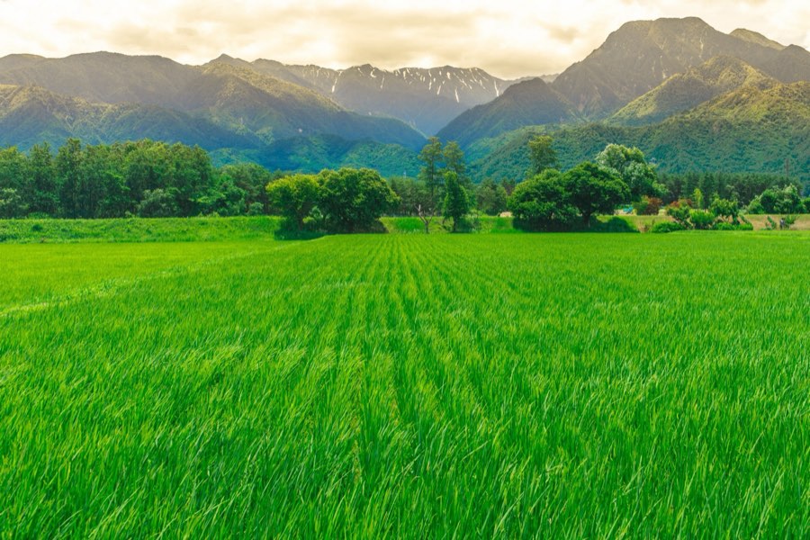 Nagano, Summer 2012, Japan. Photograph by Jordy Meow, 33/33