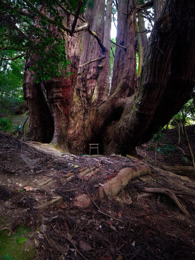 Nara, Autumn 2022, Japan. Photograph by Jordy Meow, 225/302