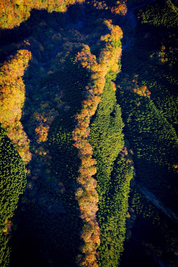 Nara, Autumn 2019, Japan. Photograph by Jordy Meow, 226/302