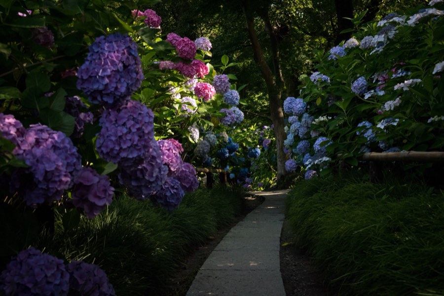 Nara, Summer 2016, Japan. Photograph by Jordy Meow, 120/229