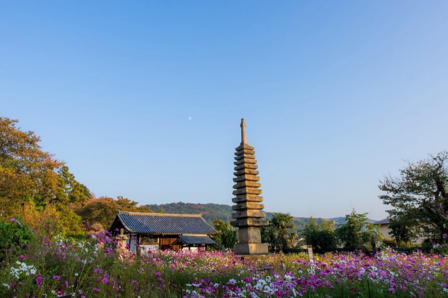 Nara, Autumn 2015, Japan. Photograph by Jordy Meow, 230/302