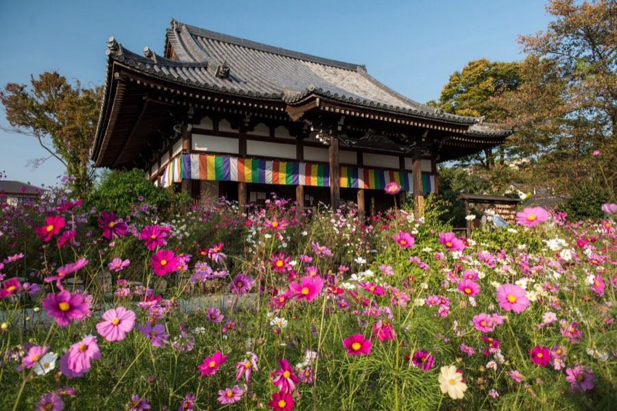 Nara, Autumn 2015, Japan. Photograph by Jordy Meow, 231/302