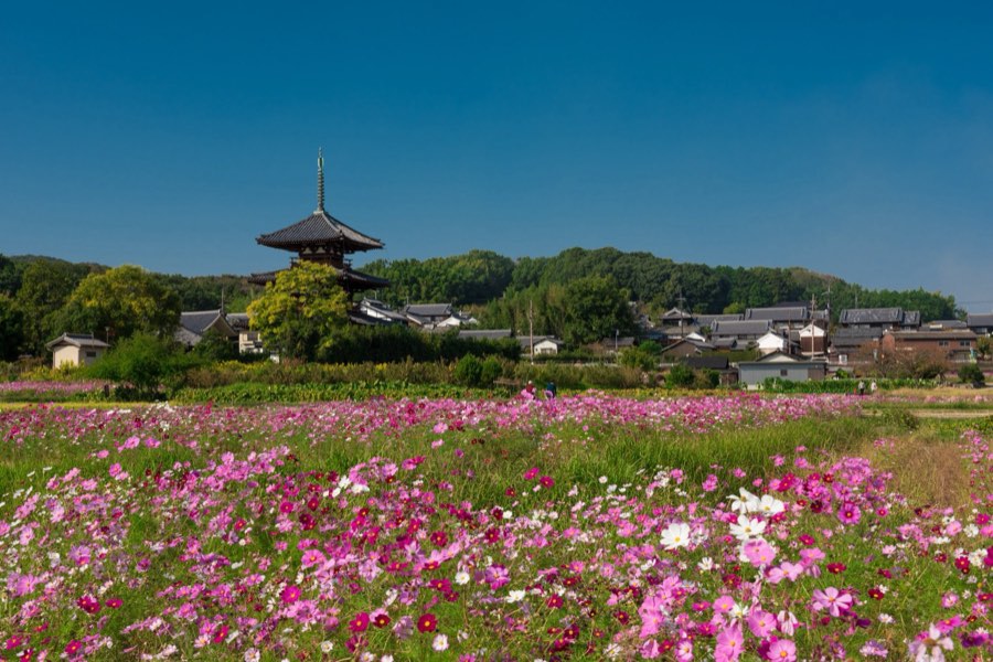 Nara, Autumn 2015, Japan. Photograph by Jordy Meow, 232/302