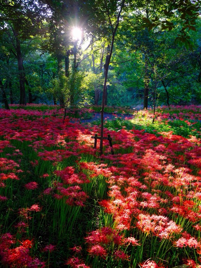 Saitama, Autumn 2022, Japan. Photograph by Jordy Meow, 2/15