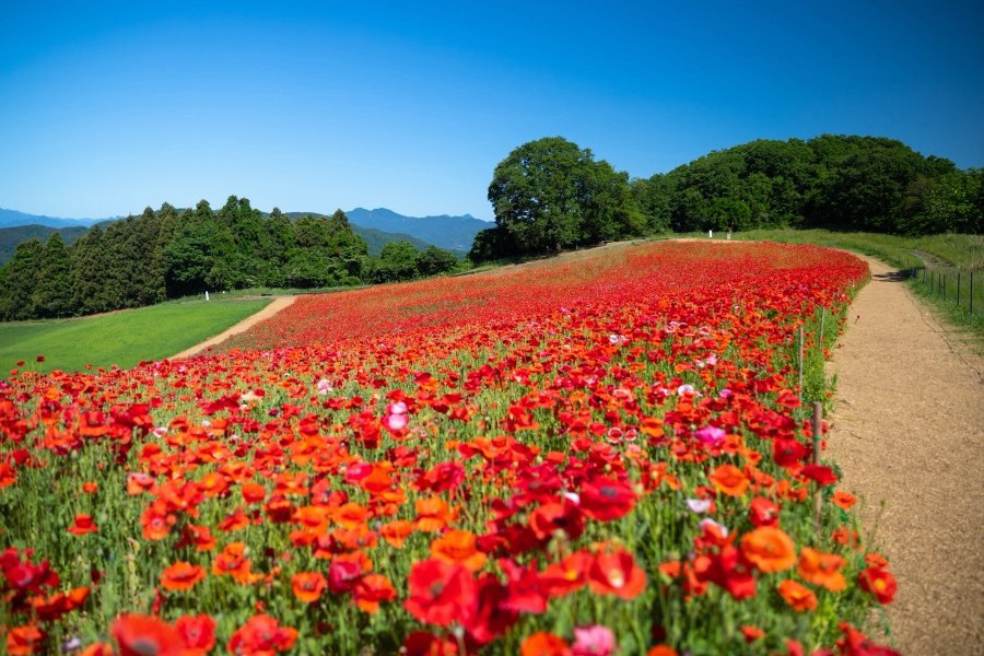 Saitama, Spring 2019, Japan. Photograph by Jordy Meow, 10/15