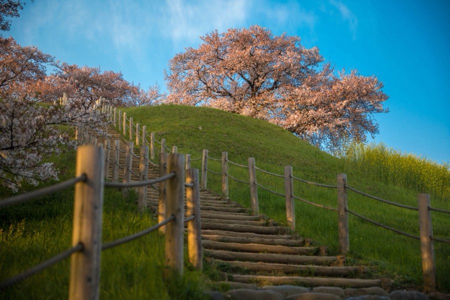 Saitama, Spring 2017, Japan. Photograph by Jordy Meow, 13/15