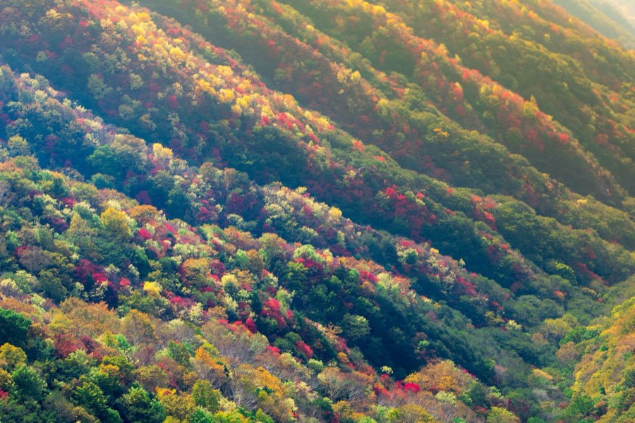 Tochigi, Autumn 2012, Japan. Photograph by Jordy Meow, 6/22