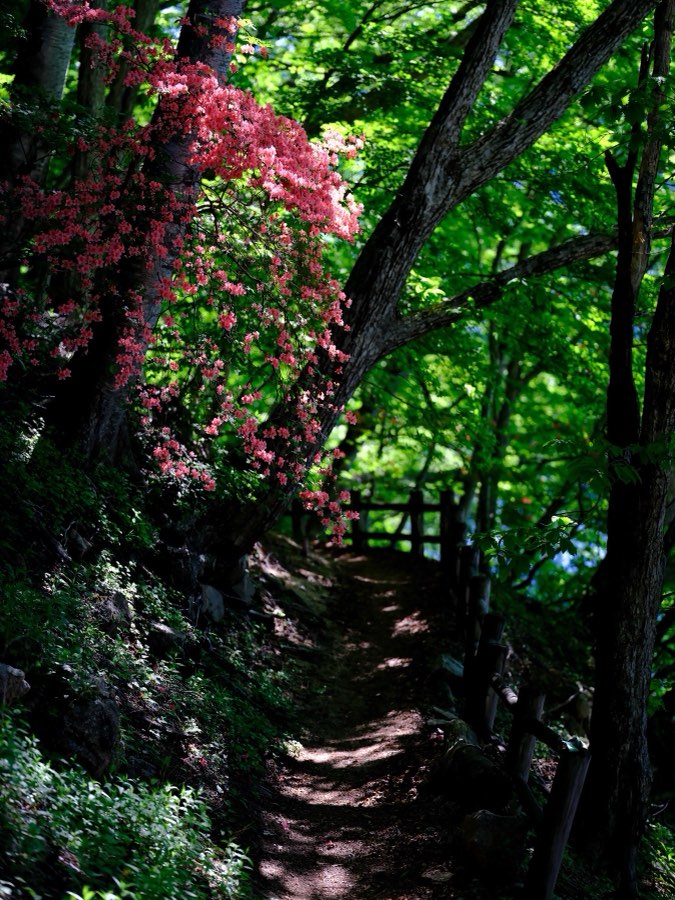 Tochigi, Summer 2021, Japan. Photograph by Jordy Meow, 10/22