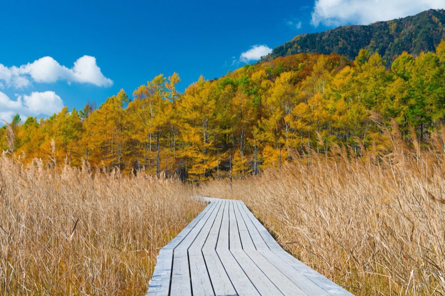 Tochigi, Autumn 2012, Japan. Photograph by Jordy Meow, 19/22
