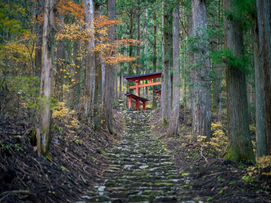 Yamanashi, Autumn 2020, Japan. Photograph by Jordy Meow, 3/25