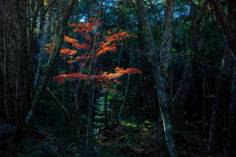 Yamanashi, Autumn 2017, Japan. Photograph by Jordy Meow, 6/25